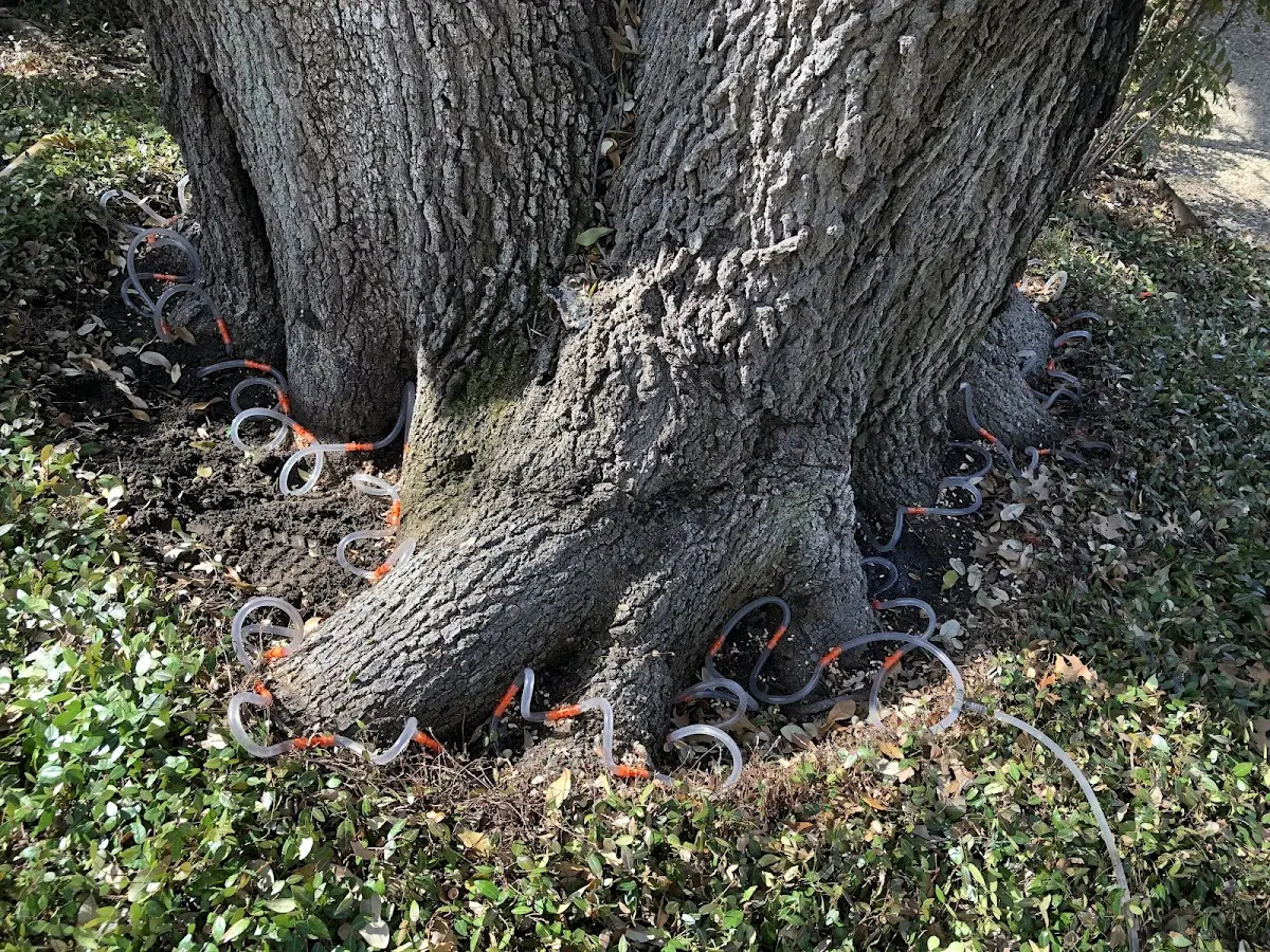 Detailed Tree Cabling and Bracing job site in Little Deer Isle