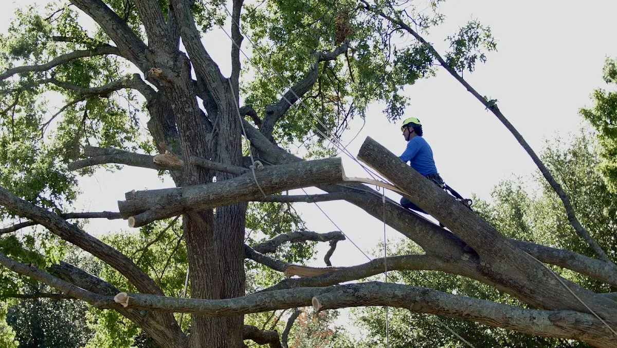 Professional Crown Thinning performed by certified arborists in Little Deer Isle