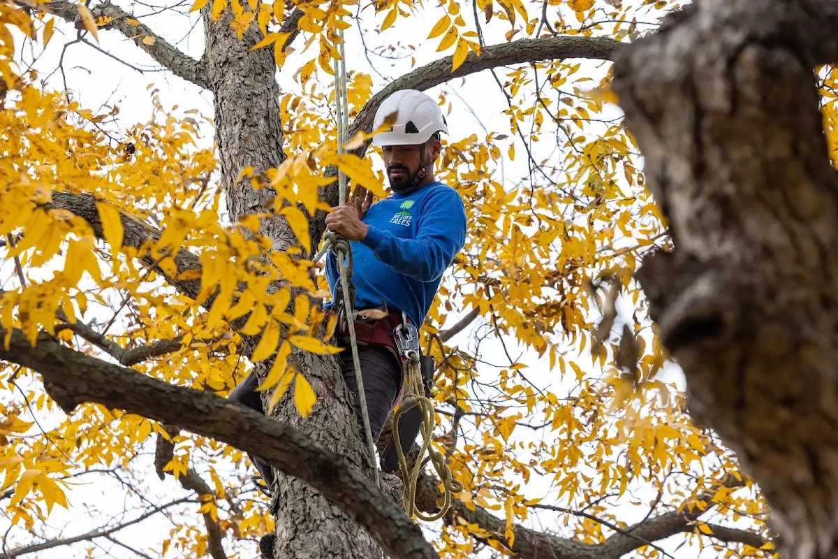 Skilled Tree Pruning crew working in Little Deer Isle
