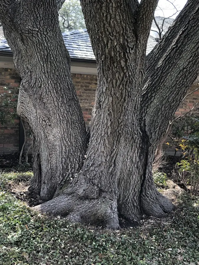 Mature heritage tree close to a Little Deer Isle property cared for by certified arborists
